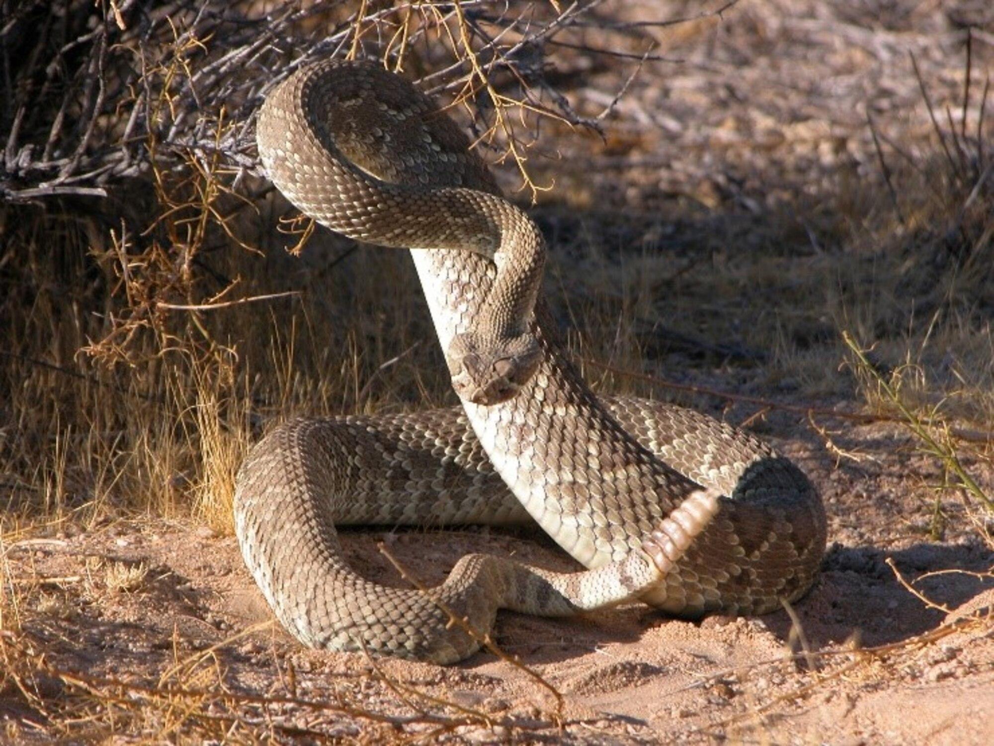 When it Comes to Snakes - Play it Safe! > Edwards Air Force Base ...
