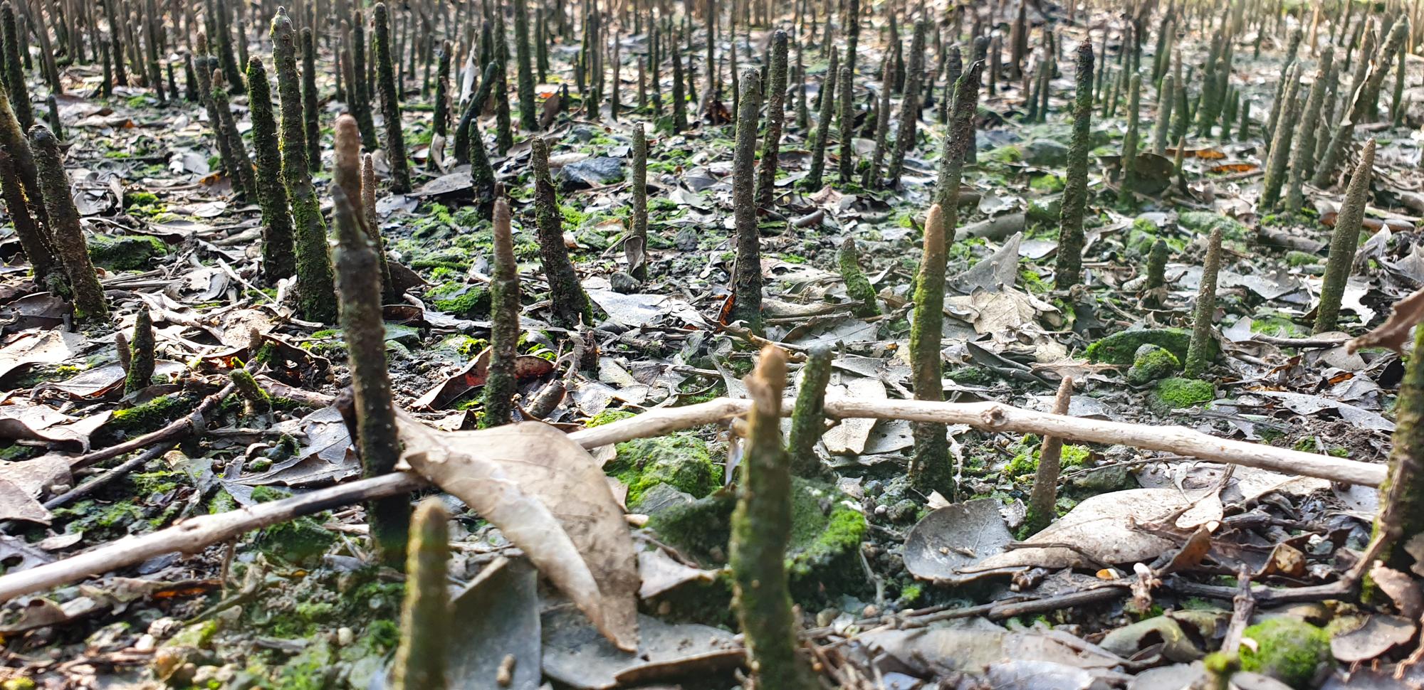Mumbai's Disappearing Mangroves: A Weapon Against Climate Change ...